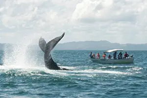 Transporting: Caribbean, Dominican Republic, Samana Peninsula, whale watch