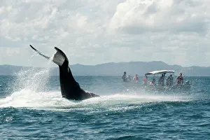 Transporting: Caribbean, Dominican Republic, Samana Peninsula, whale watch