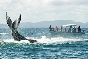 Transporting: Caribbean, Dominican Republic, Samana Peninsula, whale watch