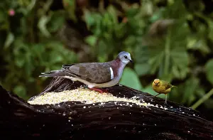 Saffron: Caribbean Dove - with Saffron FInch (Sicalis flaveola)