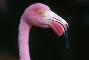 Floreana: Caribbean flamingo