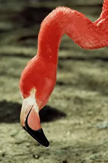 Mary Clay: Caribbean FLAMINGO - close-up of head