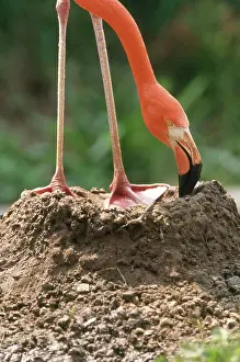 Webbed: Caribbean Flamingo on Nest