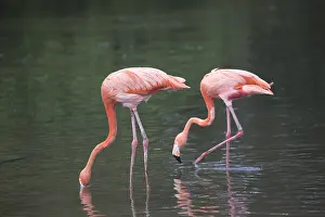 Trust: Two Caribbean flamingo Phoenicopterus ruber ruber