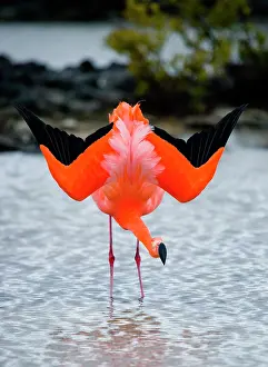 Islets: Caribbean flamingo (Phoenicopterus ruber) is sta