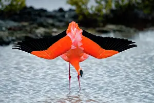 Islets: Caribbean flamingo (Phoenicopterus ruber) is sta