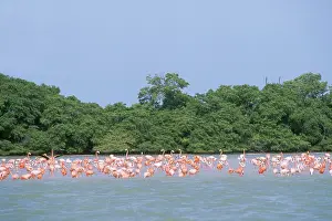 Yucatan: Caribbean Flamingoes
