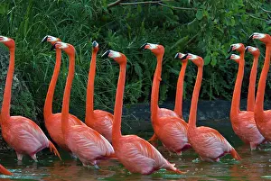 Flamingoes: Caribbean Flamingoes