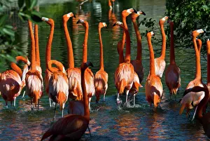 Flamingoes: Caribbean Flamingoes