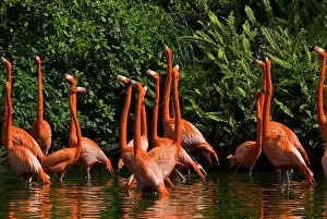 Flamingoes: Caribbean Flamingoes