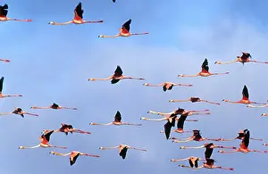 Flamingoes: Caribbean Flamingos