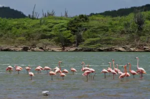 Antilles: Caribbean Flamingos (Phoenicopterus ruber)