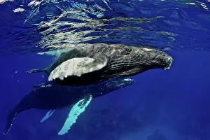 Jackrel: Caribbean, Greater Antilles archipelago