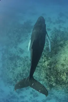Jackrel: Caribbean, Greater Antilles archipelago