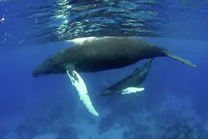 Jackrel: Caribbean, Greater Antilles archipelago