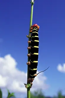 Micro: Caribbean, Grenada. Caterpillar