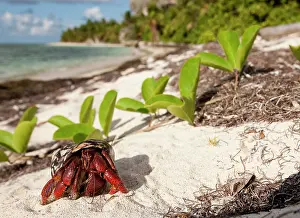 Hermit: Caribbean hermit crab (Coenobita clypeatus)