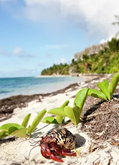 Hermit: Caribbean hermit crab (Coenobita clypeatus)