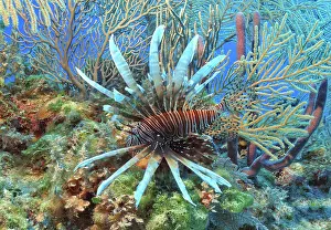 Geobiont: Caribbean invasive species pacific red lionfish