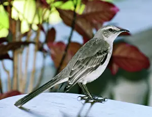 100620: Caribbean, Mexico to Brazil, this one is Tobagoensis