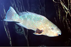 Spots: CARIBBEAN PARROTFISH