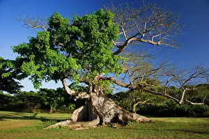 Dennis: Caribbean, Puerto Rico, Vieques. View of