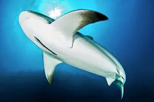 Carcharhinus: Caribbean reef shark (Carcharhinus perezi), Jardines