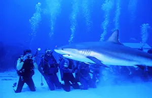Sharks: CARIBBEAN REEF SHARK - Being fed by scuba divers