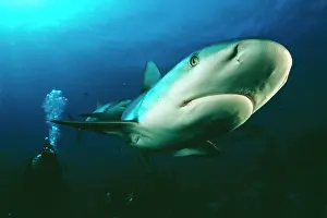 Douglas David Seifert: Caribbean Reef SHARK - being filmed by diver, Ron Taylor