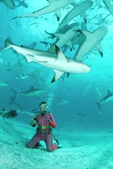 Douglas David Seifert: Caribbean Reef SHARK - group / school with diver