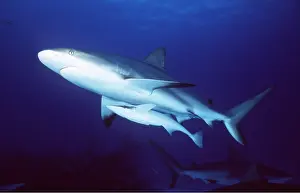 Sharks: CARIBBEAN REEF SHARK - and Remora