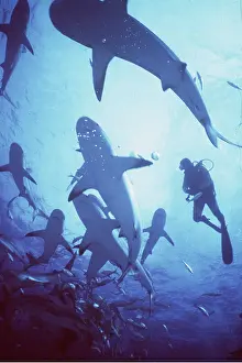 Valerie & Ron Taylor: CARIBBEAN REEF SHARK - and scuba diver