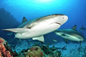 Carcharhinus: Caribbean Reef Sharks (Carcharhinus perezi), Queen