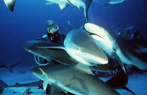 Sharks: CARIBBEAN REEF SHARKS - Being fed by scuba diver