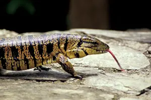 Greg: Caribbean, Trinidad, Asa Wright Wildlife Sanctuary