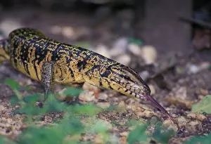 Trinidad: Caribbean, Trinidad & Tobago, Trinidad