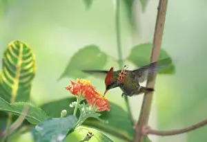Tufted: Caribbean, Trinidad & Tobago, Trinidad