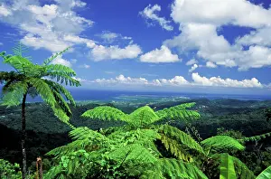 Rico: Caribbean, USA, Puerto Rico. Palm trees