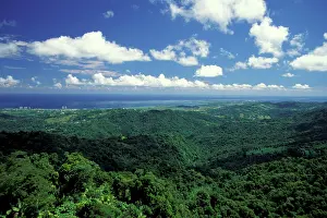 Canopy: Caribbean, USA, Puerto Rico. Rainforest