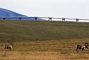 Caribous: Caribou and Alaska Pipeline