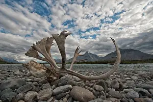 Anwr: Caribou Antlers and Skull of bull Wind River, Yukon, Canada