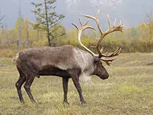 Reindeers: Caribou bull