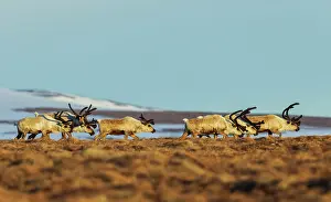 Migration: Caribou bulls migrating along the sub-artic tundra of the