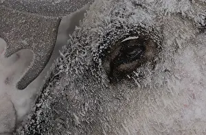 Caribous: Caribou close up on snowy face - Close up of Caribou