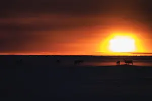 Caribous: Caribou herd in snow at sunset - A herd of Caribou