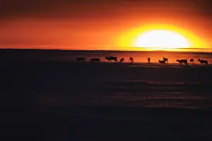Caribous: Caribou herd in snow at sunset - A herd of Caribou