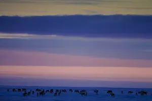 Caribous: Caribou herd in snow at sunset - A herd of Caribou