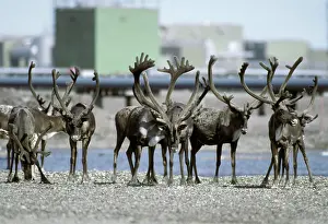 Groenlandicus: Caribou and oil pipeline