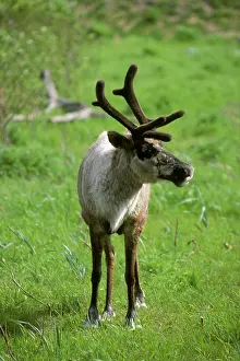 Caribous: Caribou (Rangifer tarandus)