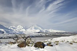 Denali: Caribou (Rangifer tarandus) antlers in the snow